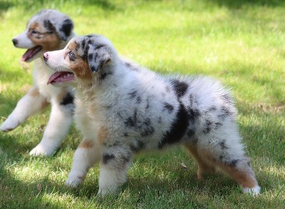 Male Bleu Merle 1 ; VALANTIN BLUE JON