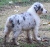 Male Bleu Merle 2 : Rio Looping