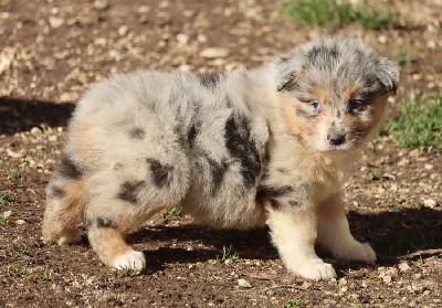 Male Bleu Merle 2