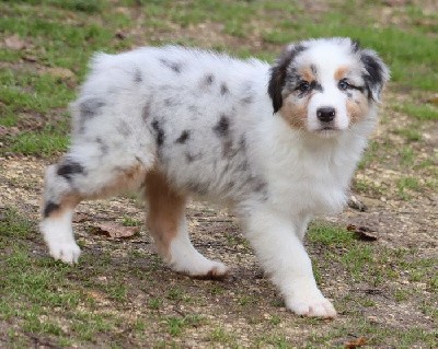 Male Bleu Merle 2 : T'SNOW