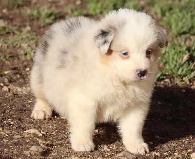 male bleu merle 1 