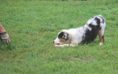 Male Bleu Merle 1