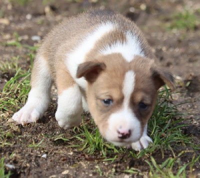 Male Fauve et Blanc 1 