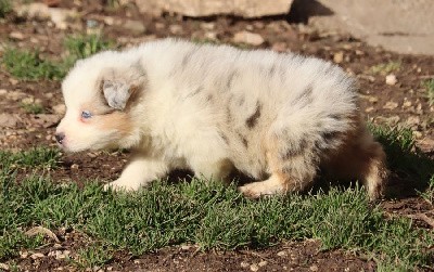 male bleu merle 1 