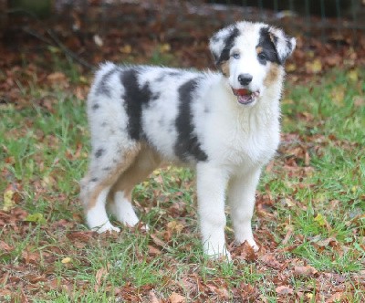 Male Bleu Merle 1