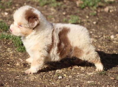 mALE Rouge Merle 3