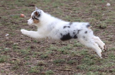 Male bleu merle