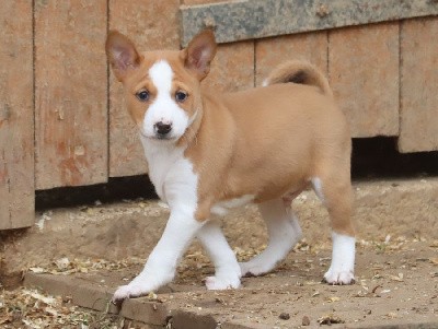 Male Fauve et Blanc 