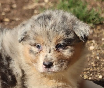 Male Bleu Merle 2