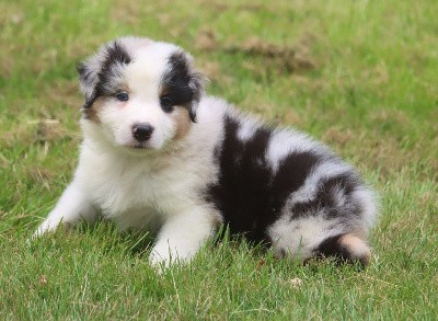 Male Bleu Merle 1