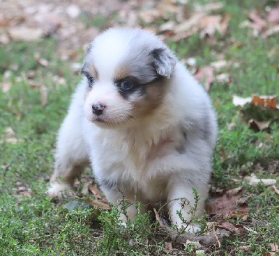 Femelle Bleu Merle 