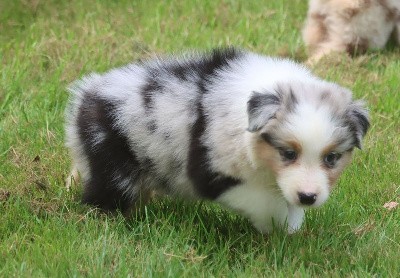 Male Bleu Merle 2