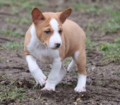 Male Fauve et Blanc 