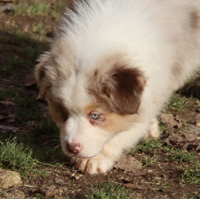 Male Rouge Merle : TOUCHDOWN BROWN TUCKER 