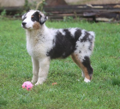 Male Bleu Merle 1