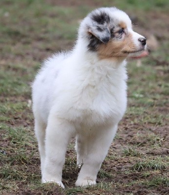 Male bleu merle