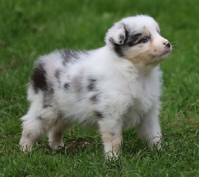 Femelle Bleu Merle 