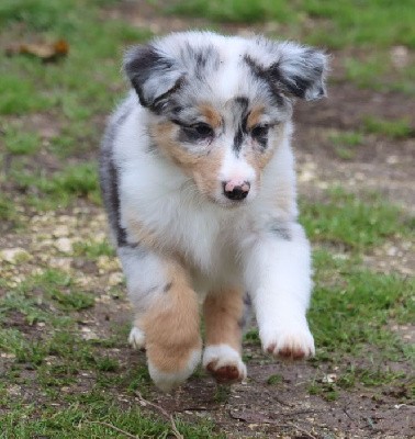 Male Bleu Merle 3 : TANGUY 