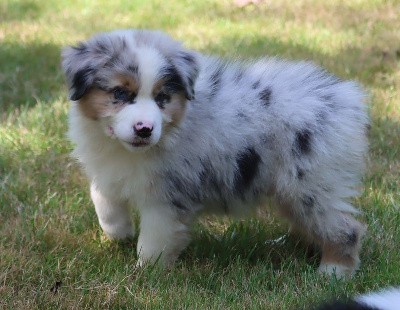 Male Bleu Merle 2 / VICK FERME FAGNE