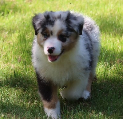 Male Bleu Merle 3 : VALKO BLUE CHOICE