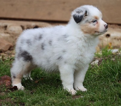 Femelle Bleu Merle ; TINY SMILY 