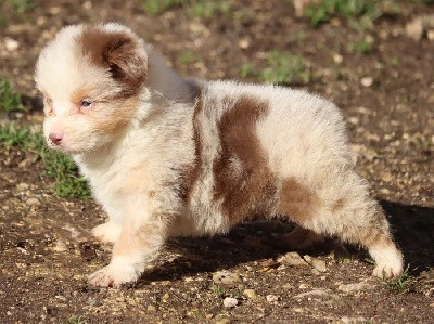 mALE Rouge Merle 3