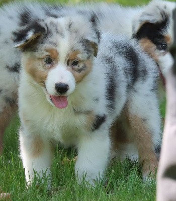 Male Bleu Merle 4 / VAIKO 