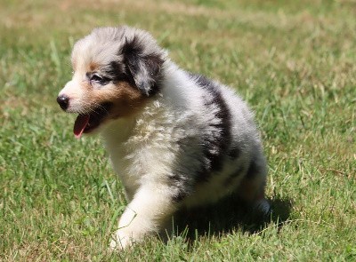 Femelle Bleu Merle 