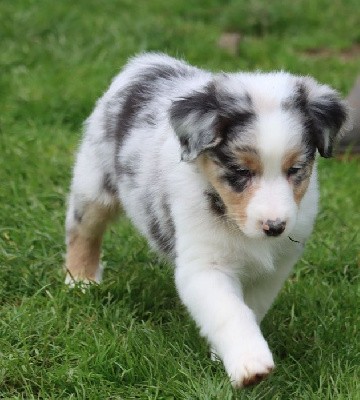 Male Bleu Merle 1 : TROÏKA