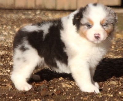 Male Bleu Merle 1