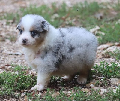 Femelle Bleu Merle 