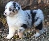 Male bleu merle 1 : Replay Blue Dream with Diego