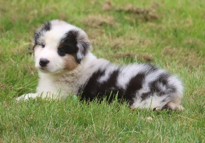 Male Bleu Merle 1