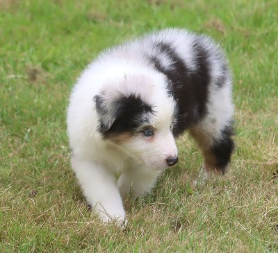 Male Bleu Merle 1