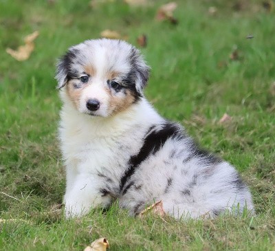 Male Bleu Merle 2