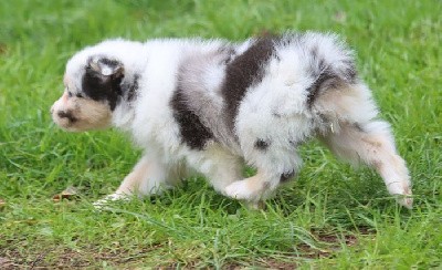 Femelle Bleu Merle 