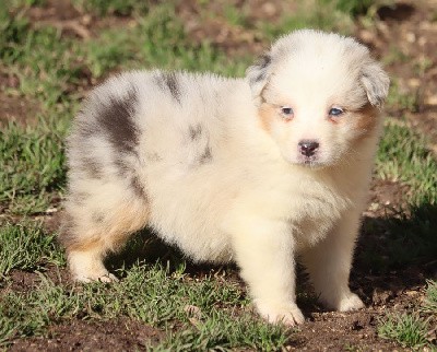 male bleu merle 1 