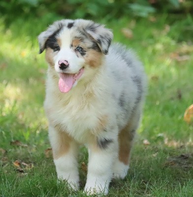 Male Bleu Merle 1 ; VALANTIN BLUE JON