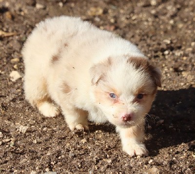 mALE Rouge Merle 3