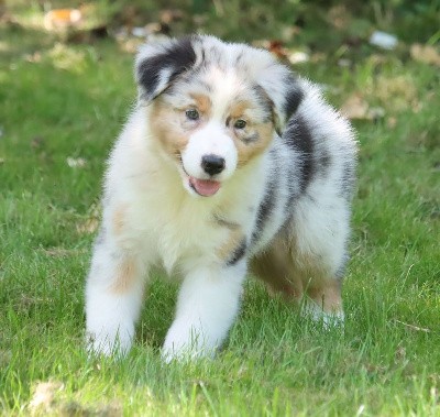 Male Bleu Merle 4 / VAIKO 