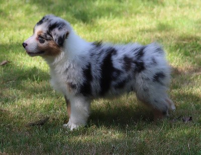 Male Bleu Merle 3 : VALKO BLUE CHOICE