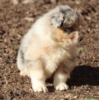 Male Bleu Merle 2