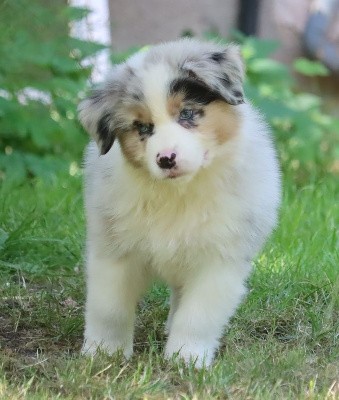 Male Bleu Merle 2 / VICK FERME FAGNE