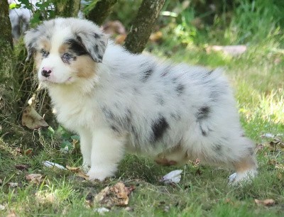 Male Bleu Merle 2 / VICK FERME FAGNE