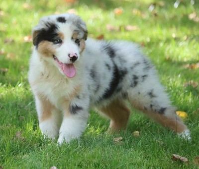 Male Bleu Merle 1 ; VALANTIN BLUE JON