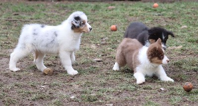 Male bleu merle