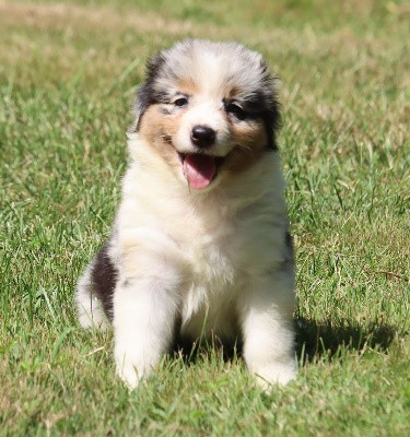 Femelle Bleu Merle 