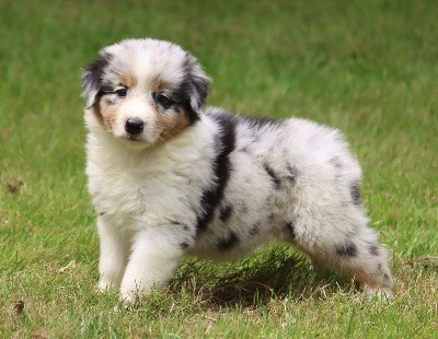 Male Bleu Merle 2