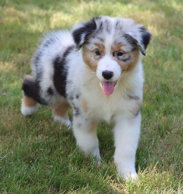 Male Bleu Merle 4 / VAIKO 