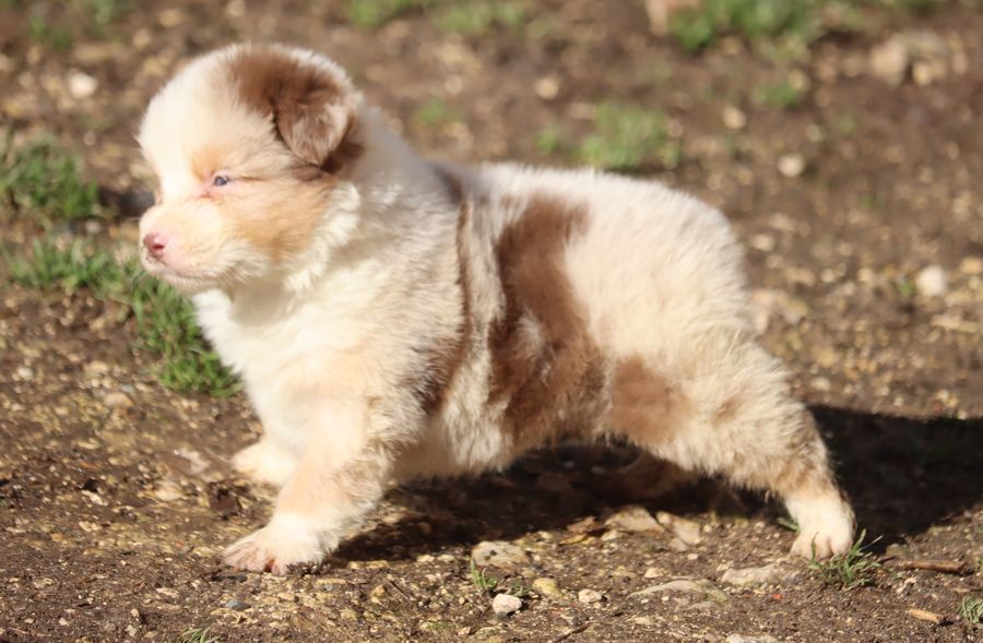 du Chemin de la Lune aux Reves - Chiot disponible  - Berger Australien